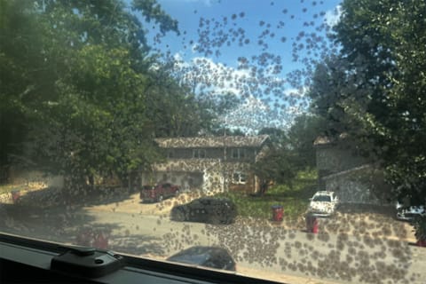 A glass window covered in what appears to be many circular mold spores, obscuring the outlook on a neighborhood street